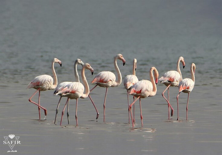 معرفی تالاب امیر کلایه در لاهیجان