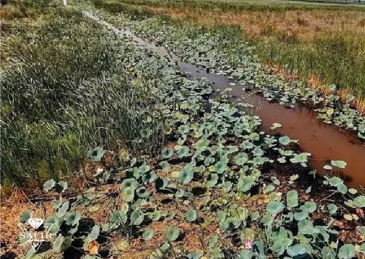 معرفی تالاب امیر کلایه در لاهیجان