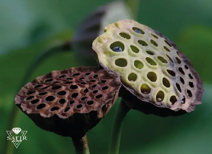 معرفی تالاب امیر کلایه در لاهیجان